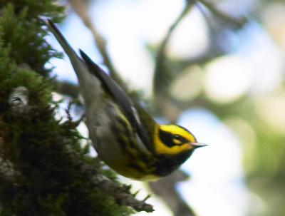 Blurry Townsends's Warbler