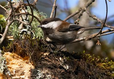 Chestnut-backed Chickadee