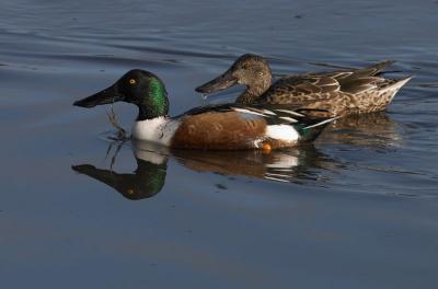 Northern Shovelers