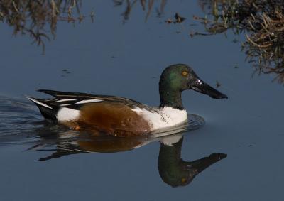 Northern Shoveler