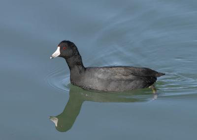 American Coot