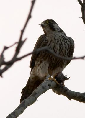 Peregrine Falcon