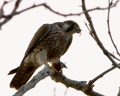 Peregrine Falcon