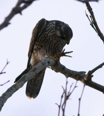 Peregrine Falcon