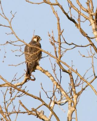 Peregrine Falcon