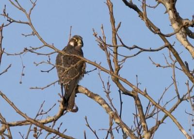 Peregrine Falcon