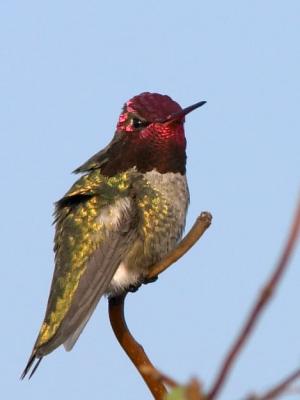 Anna's Hummingbird : Calypte anna