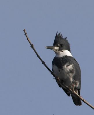Belted Kingfisher