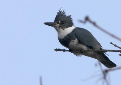 Belted Kingfisher