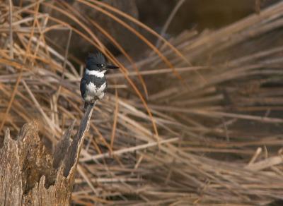 Belted Kingfisher