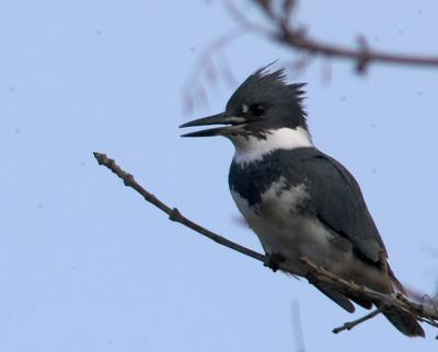 Belted Kingfisher