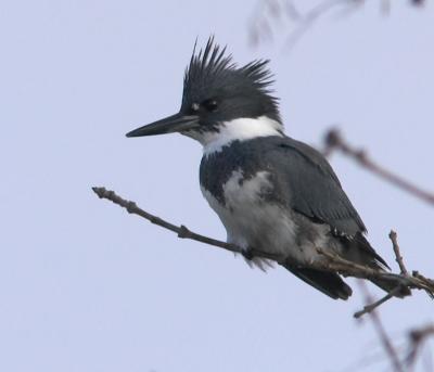 Belted Kingfisher : Ceryle alcyon
