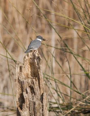 Belted Kingfisher