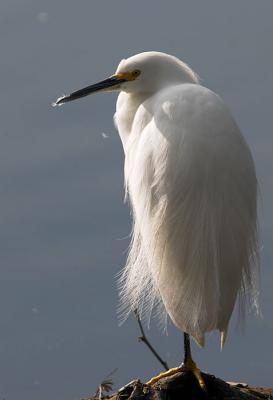 Snowy Egret