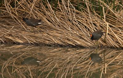 Common Moorhen