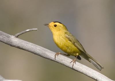 Parulidae : Wood Warblers