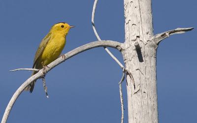 Wilson's Warbler