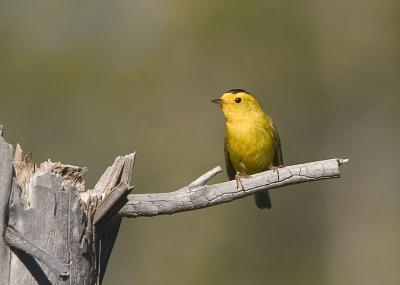 Wilson's Warbler (different crop)