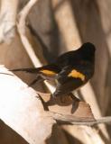 American Redstart