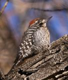 Ladder-backed Woodpecker