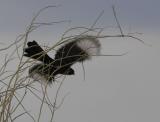 Phainopepla (male) in flight