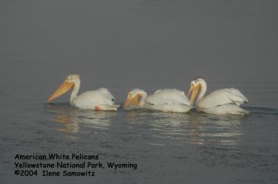 American White Pelicans 8138.jpg