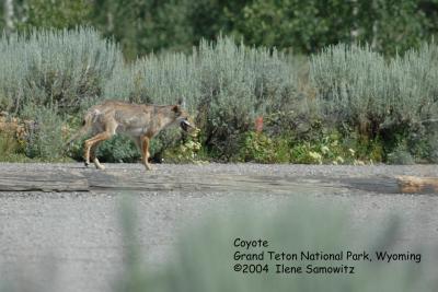 Coyote 7644.jpg