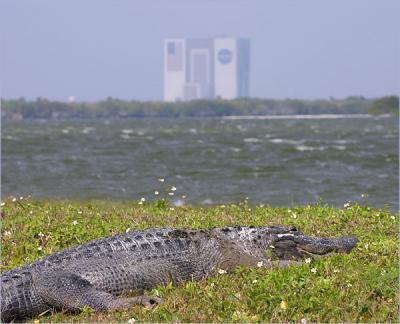Gator on Nasa Causeway