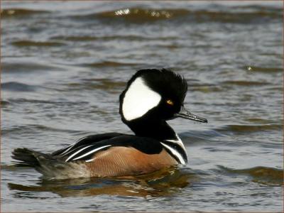 Hooded Merganser