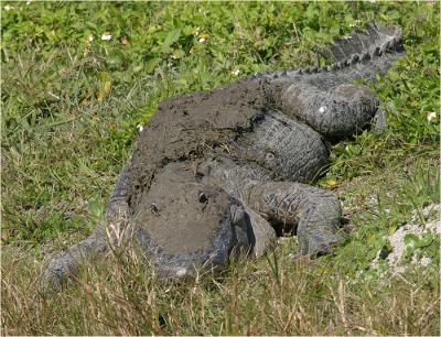 u38/rod_ostoski/medium/25043206.gatormud.jpg