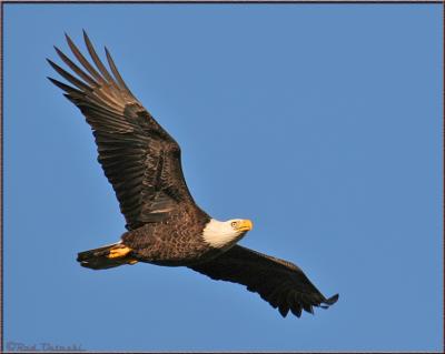 Eagle in flight