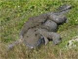 Gator<br>Keeping warm with mud