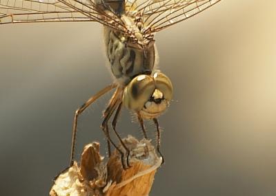 Dragonfly (Brachythemis sp.)