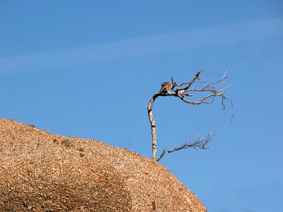 Bird on branch