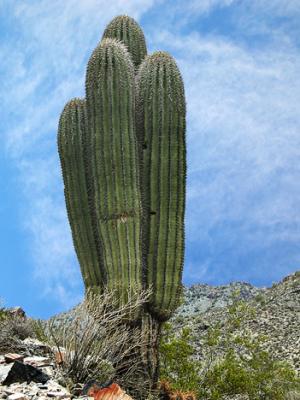Rare four-arm saguaro