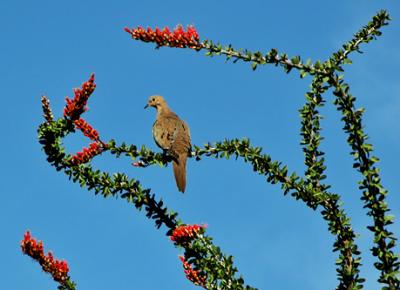 Dove in ocotillo