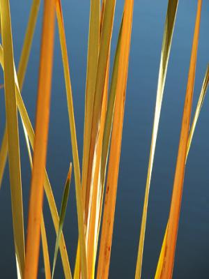 Reeds on Ayer Lake