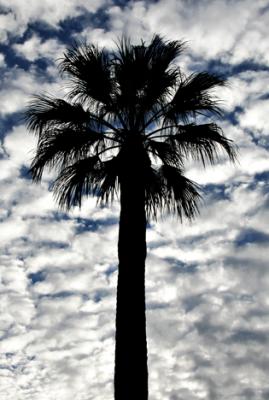 Palm and clouds