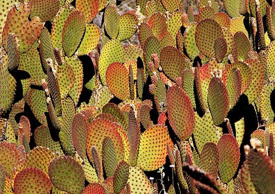 Colorful prickly pear cactus