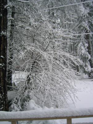 Snow Covered Dogwood