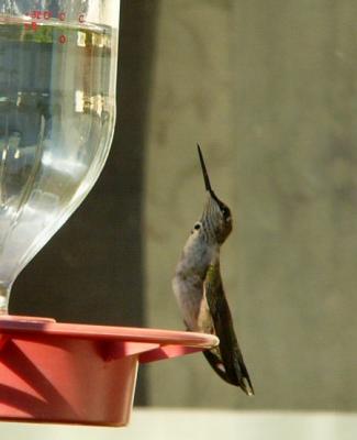 more_hummers
