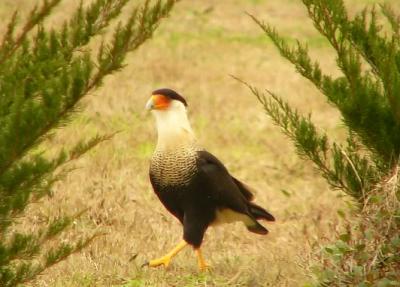 caracara feb3 042.jpg