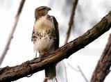 Redtail Hawk-cropped