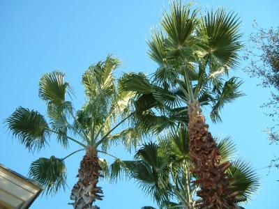 palm trees 2.jpg