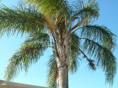 palm trees 3.JPG