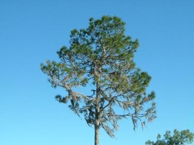 u38/roxanneboscobel/medium/25045294.pinetree.jpg
