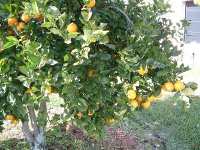 Tue wow oranges right there on a tree.jpg