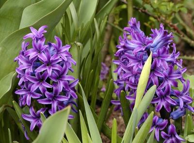 Hyazinthe (Hyacinth)