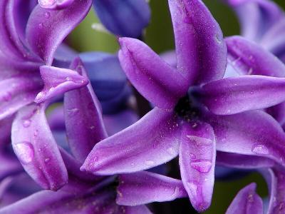 Hyazinthe (Hyacinth) Macro