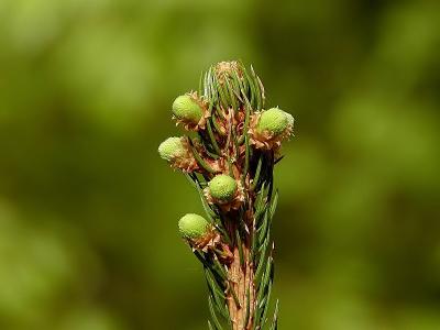 Fichtenknospen (Spruce buds)